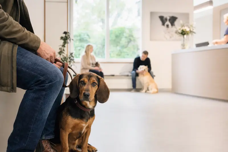Österreichische Dachsbracke sitzt ruhig neben ihrem Besitzer im hellen Wartezimmer einer modernen Tierarztpraxis.